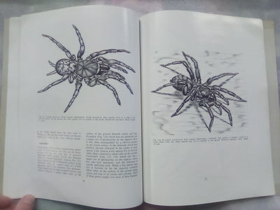 The Spiders of New Zealand - Part 1 (1967) by R.R. Forster