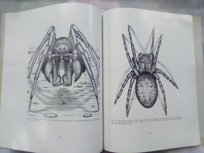 The Spiders of New Zealand - Part 1 (1967) by R.R. Forster