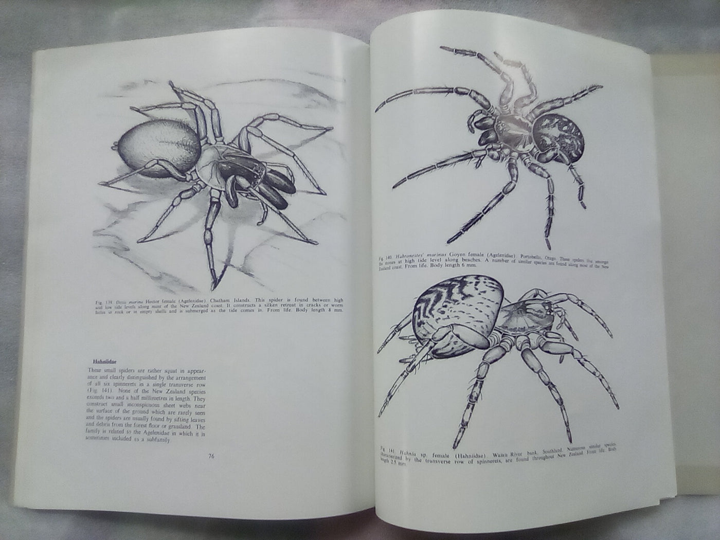 The Spiders of New Zealand - Part 1 (1967) by R.R. Forster