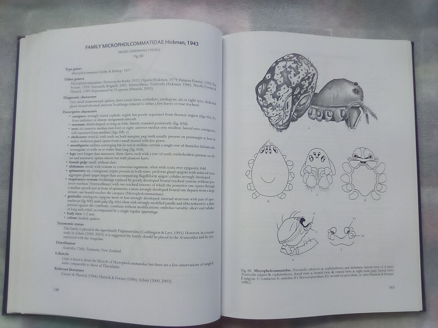 Spider families Of The World by R. Jocque & A.S. Dippenaar-Schoeman