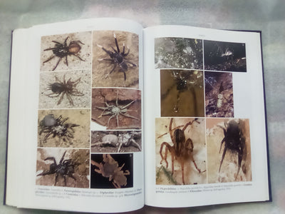 Spider families Of The World by R. Jocque & A.S. Dippenaar-Schoeman