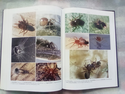 Spider families Of The World by R. Jocque & A.S. Dippenaar-Schoeman