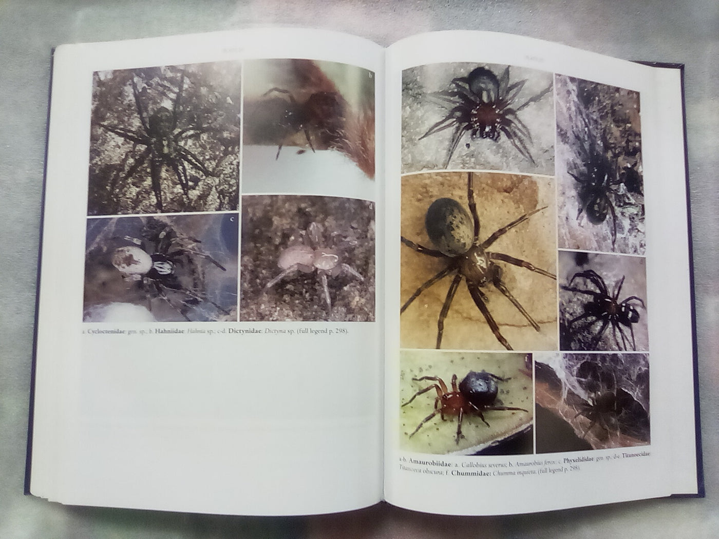 Spider families Of The World by R. Jocque & A.S. Dippenaar-Schoeman