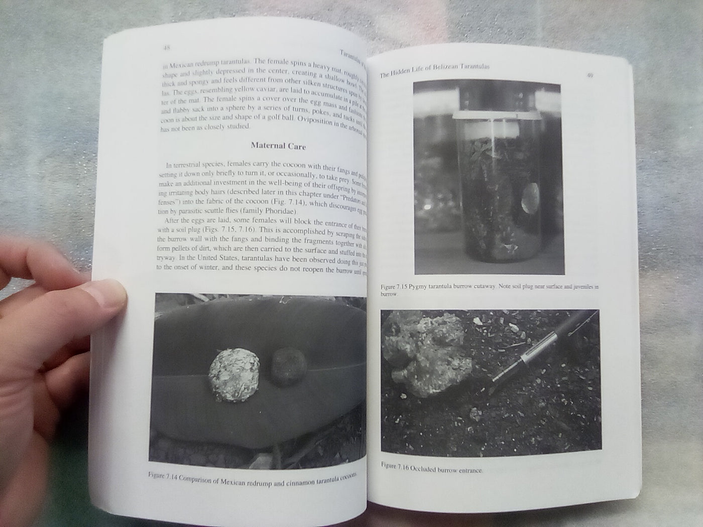 Tarantulas of Belize by Steven Reichling