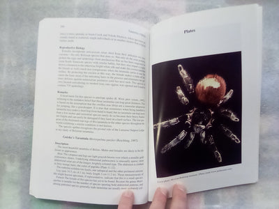 Tarantulas of Belize by Steven Reichling