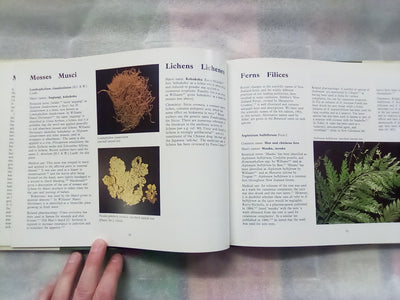 New Zealand Medicinal Plants (1981) by Brooker, Cambie, & Cooper