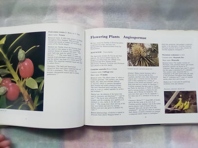 New Zealand Medicinal Plants (1981) by Brooker, Cambie, & Cooper