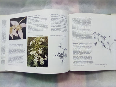 New Zealand Medicinal Plants (1981) by Brooker, Cambie, & Cooper