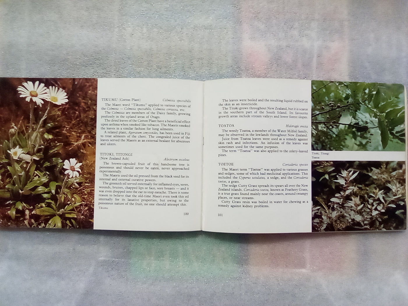 Maori Herbal Remedies - Described, Identified, & Illustrated