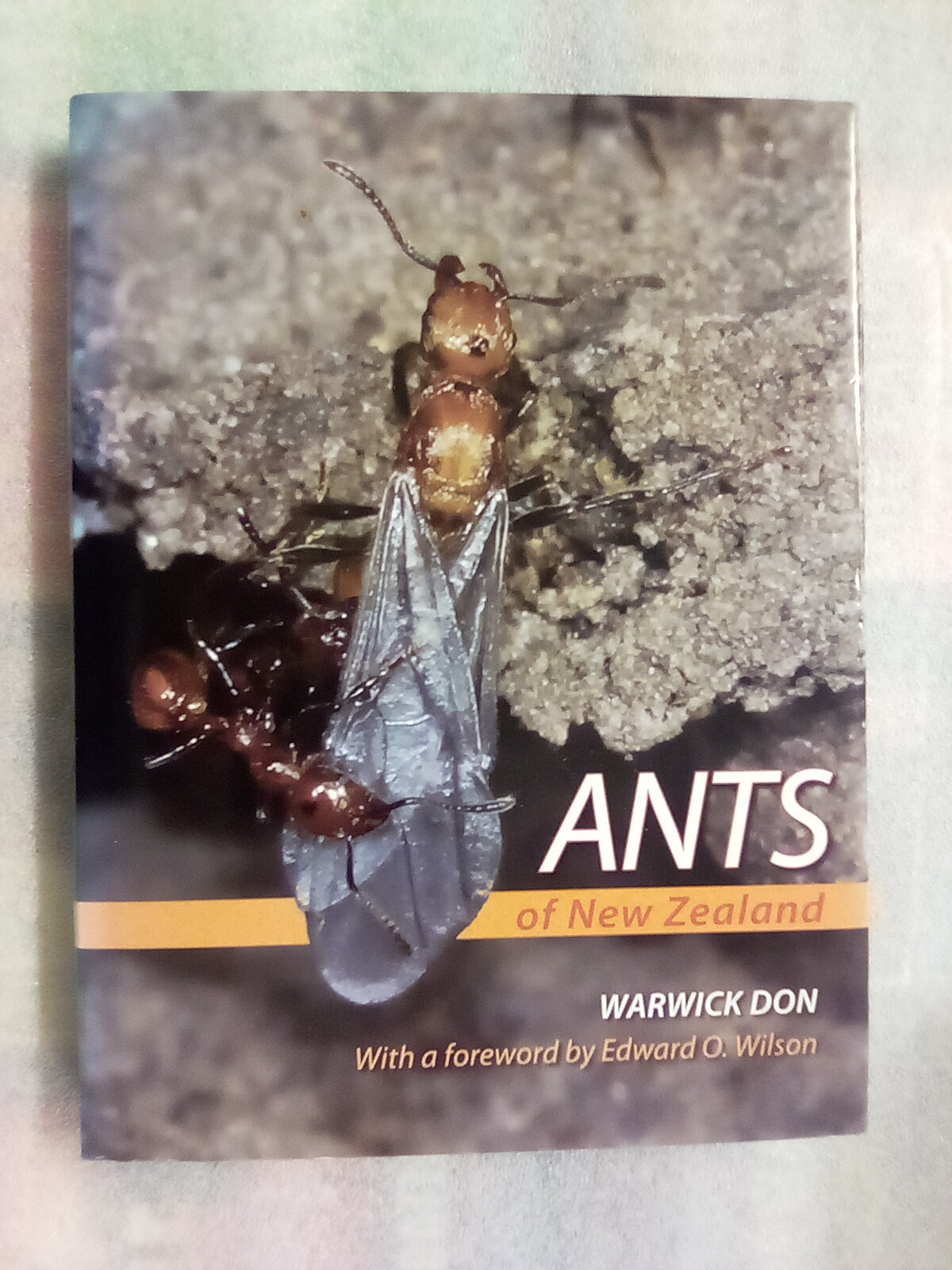 Ants of New Zealand by Warwick Don