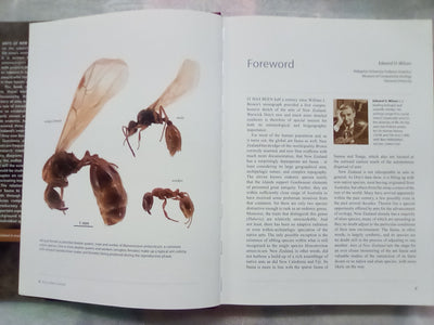 Ants of New Zealand by Warwick Don