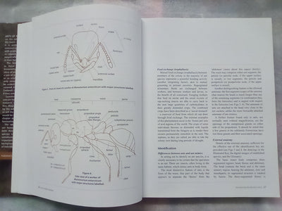 Ants of New Zealand by Warwick Don