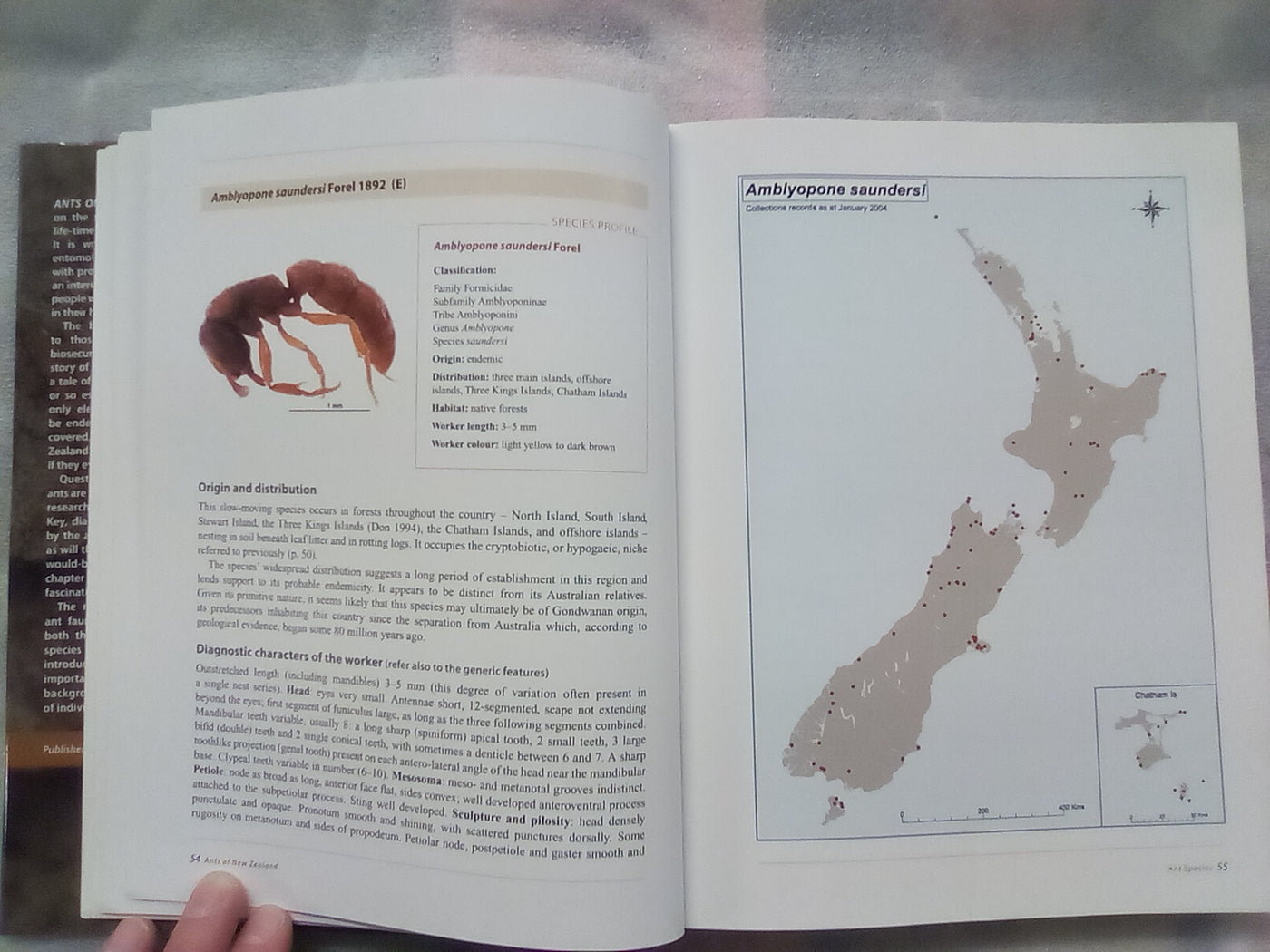 Ants of New Zealand by Warwick Don