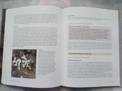 Ants of New Zealand by Warwick Don