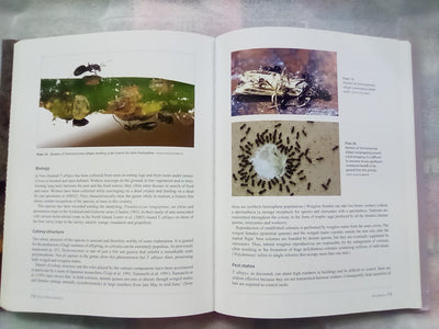 Ants of New Zealand by Warwick Don