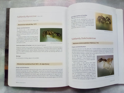 Ants of New Zealand by Warwick Don