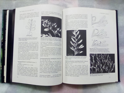 New Zealand Ferns & Allied Plants by Brownsey and Smith-Dodsworth