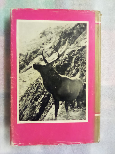 Wapiti in New Zealand by Bruce Banwell