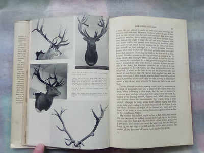 Wapiti in New Zealand by Bruce Banwell