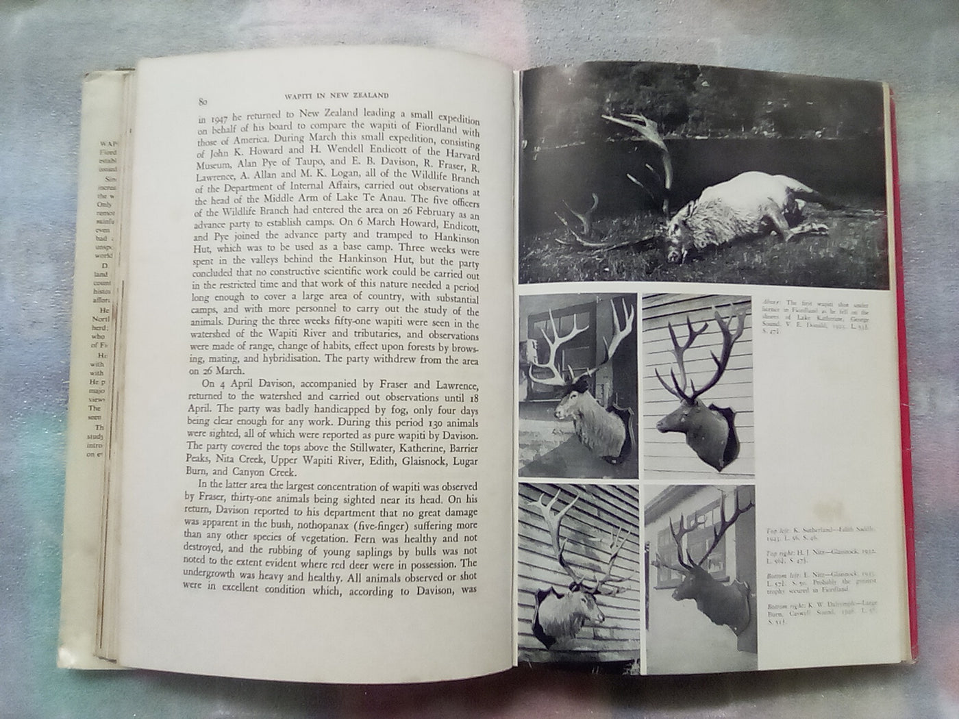 Wapiti in New Zealand by Bruce Banwell