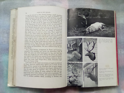 Wapiti in New Zealand by Bruce Banwell