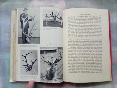 Wapiti in New Zealand by Bruce Banwell