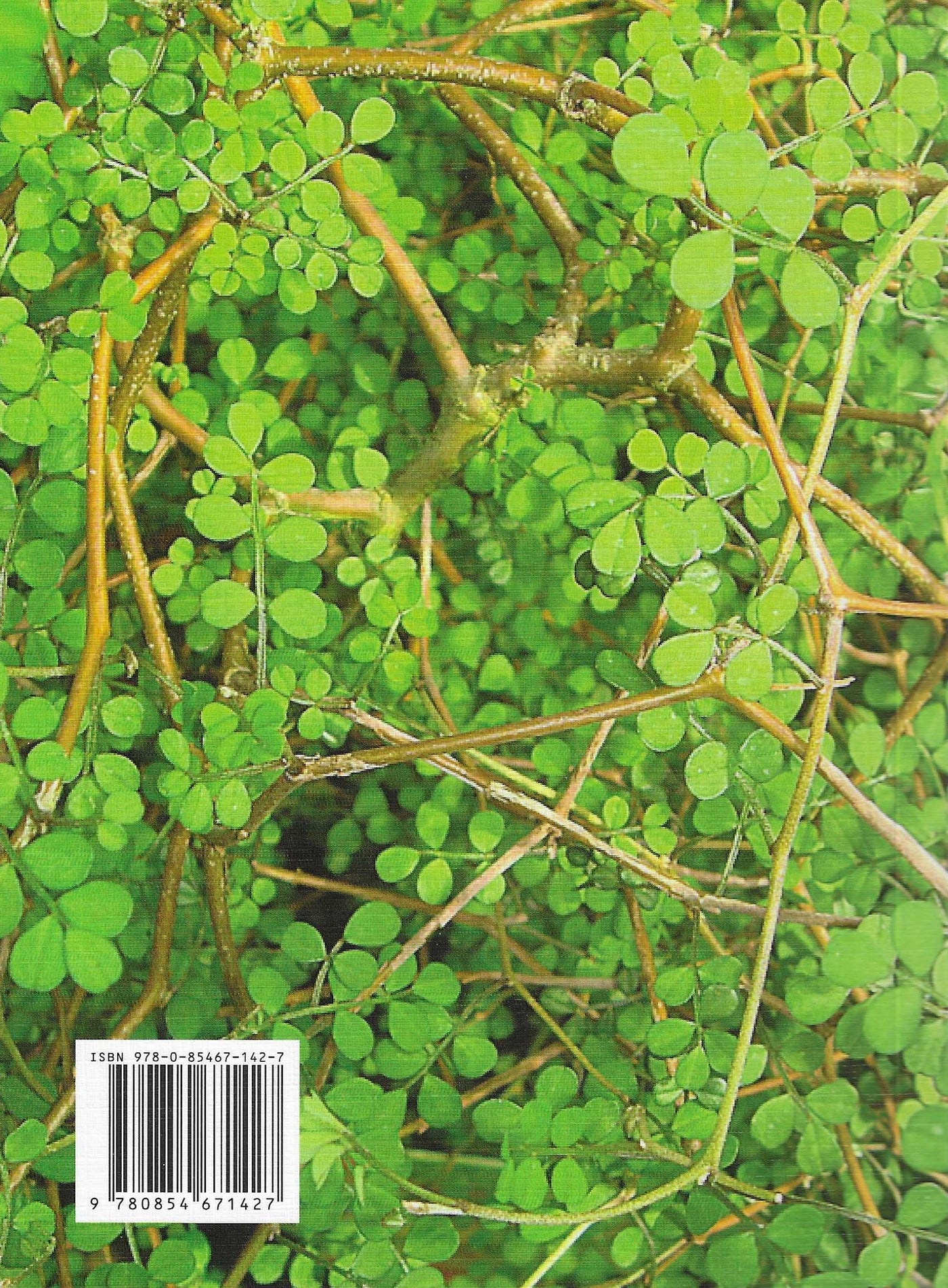Māori Healing Remedies by Murdoch Riley [NEW]